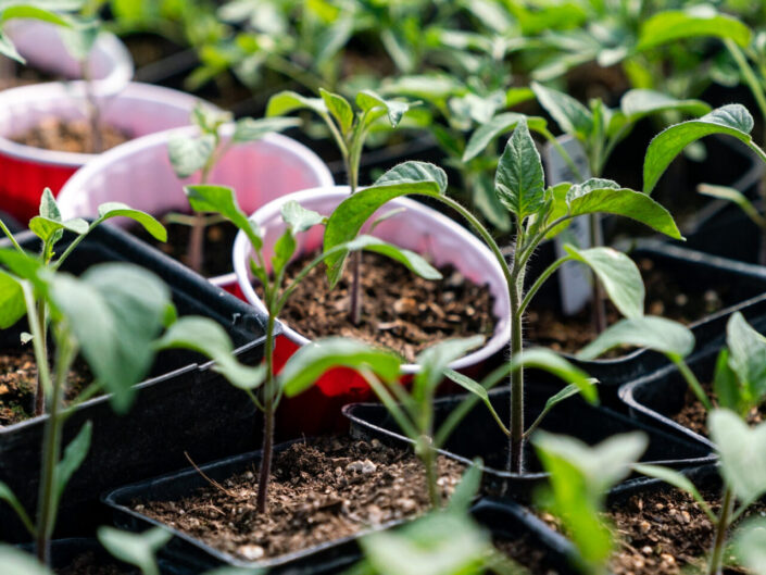 Paulina Dao Farm to Crag